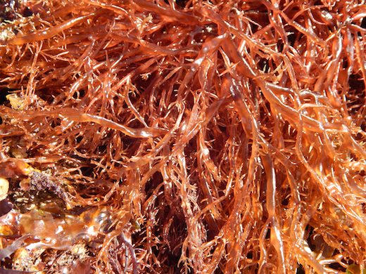 Fucus vesiculosus